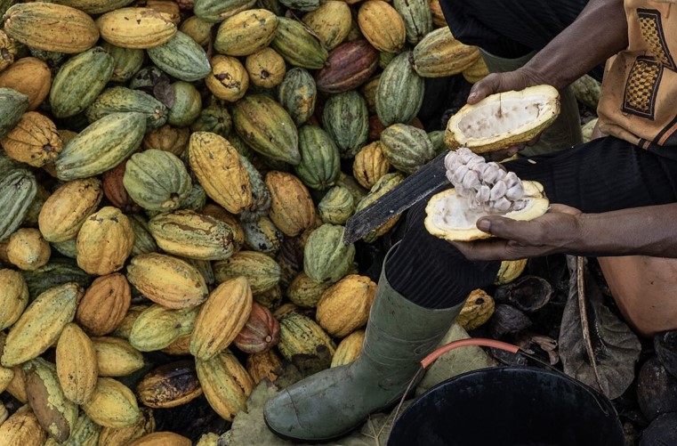 04/07/23 Le cacao atteint son plus haut niveau en 13 ans alors que la maladie ravage les cultures de l’Afrique de l’Ouest